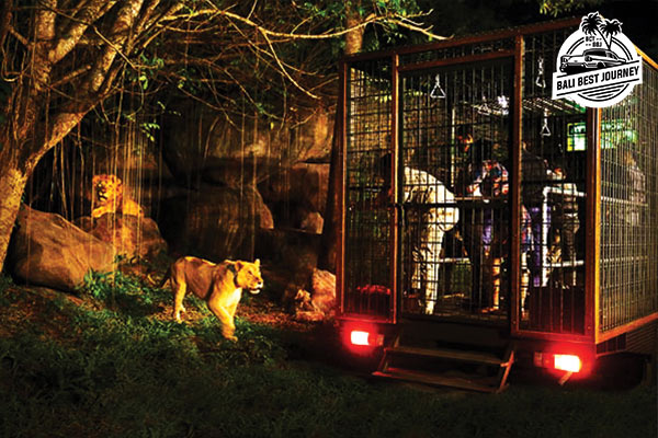 Bali Safari and Marine Park: Night Safari Ticket