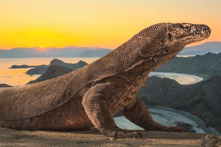 From Bali: Komodo Island 2 Days 1 Night Tour with Flights